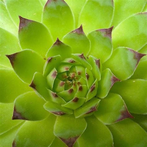 觀音座蓮姿勢|觀音坐蓮(景天科、長生草屬植物):植物學史,形態特徵,。